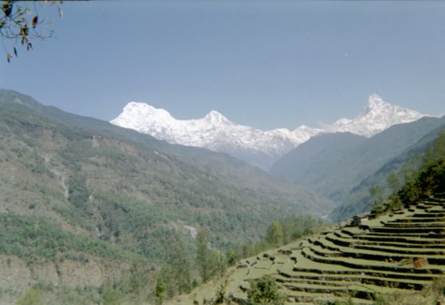 Jardin en terrasse avec chaine du Dhaulagiri
