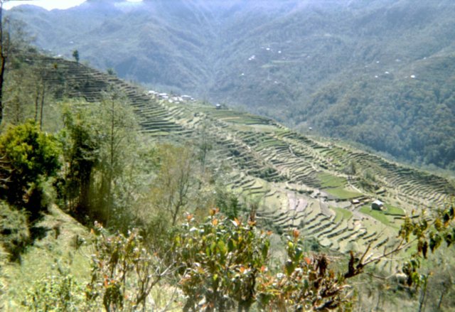 Jardin en terrasse vers le village de Ngadi 
